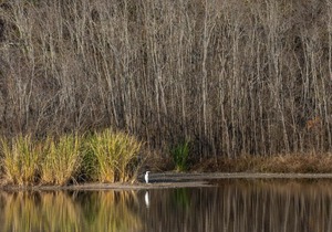 Tentrr State Park Site - Mississippi LeFleur's Bluff State Park - Mayes Lake B - Single Camp