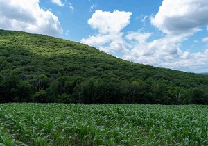 Tentrr State Park Site - NY Taconic State Park: High Valley Rd Site C