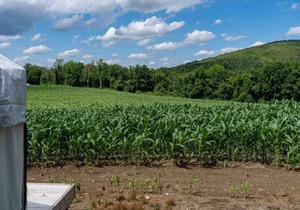 Tentrr State Park Site - NY Taconic State Park: High Valley Rd Site C