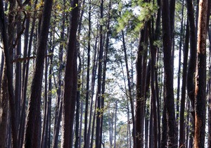 Tentrr State Park Site - Louisiana South Toledo Bend State Park - Site B - Sing