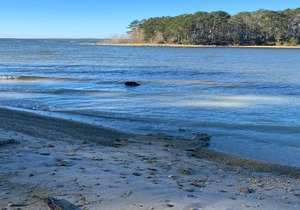 Tentrr State Park Site - Louisiana South Toledo Bend State Park - Site C - Sing