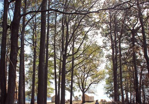 Tentrr State Park Site - Louisiana South Toledo Bend State Park - Site C - Sing