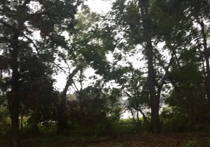 Tentrr State Park Site - Louisiana South Toledo Bend State Park - Site H - Sing