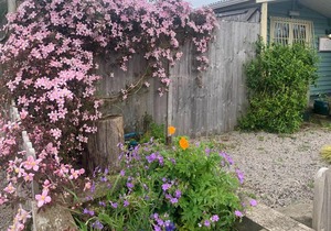 The Beauty Shed