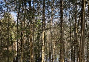 The Whippoorwill Cottage - NBP-2022-201