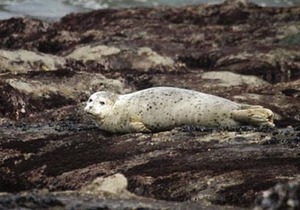 Tide pools, wide sandy beaches, whale watching!