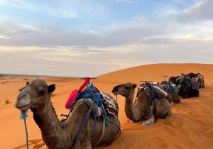 Top ten desert camp