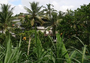 Ubud Rice Terrace - Jungle/Rainforest view