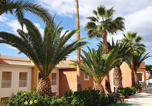 Under palm and banana trees, a 15-minute walk from the sea,