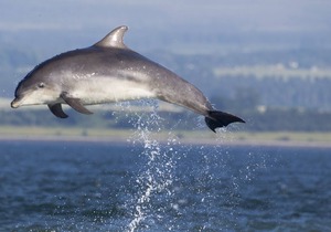 Uninterrupted seav views across the Moray Firth home to dolphins
