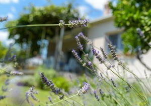 Vacation House Bile