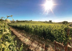 Vincenzo-Podere Moricci