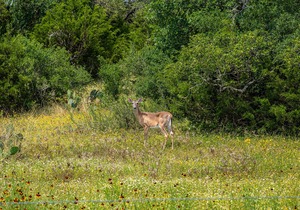 Walk to Remi's Ridge & Hayes Hollow! Century Oak Casita - Near Canyon Lake