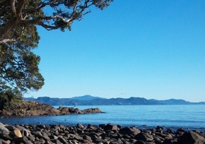 Wild Thyme by the Beach