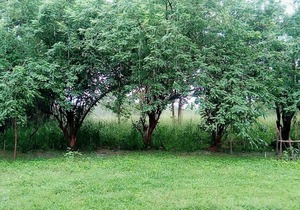 Wilpattu Buma