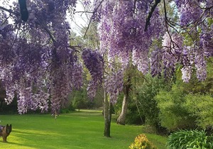 Wisteria Cottage Augusta