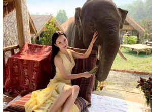 Pok Maewang Jinxiang Gold Elephant Park | Mae Wang
