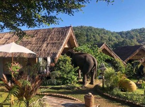 Pok Maewang Jinxiang Gold Elephant Park | Mae Wang