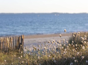 Les Pins | Carnac