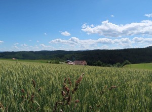 Mittelberghof | Hofstetten