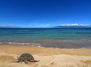 Royal Kahana Lahaina | Honokowai