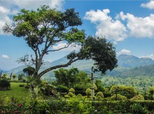 Ancoombra Tea Estate Bungalow | Ankumbura Pallegama