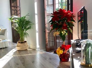 Apartamentos San Fernando | Cordoba Old City