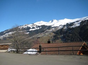 Arnika | Lenk