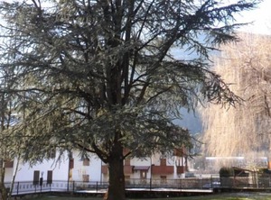 Pinzolo | Giustino