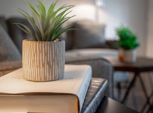 Tampa | Swann Estates