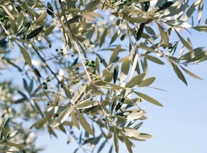 Lavanda E Rosmarino | Assisi