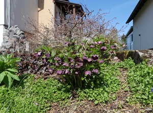 Schanbacher | Beerfelden