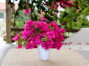 Bougainville Bay | Sarande