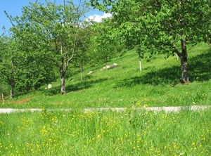Ferienhof Fischer Seebach Lhs | Busterbach