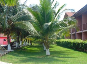 Bojo Beach Resort | Bortianor