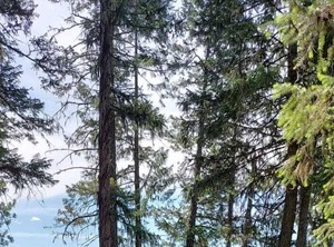 Campsite | Olney