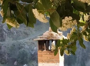Cortijo La Solana | Guejar Sierra