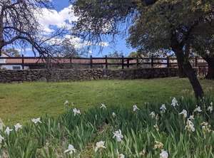 El Rancho Robles Oracle | Oracle