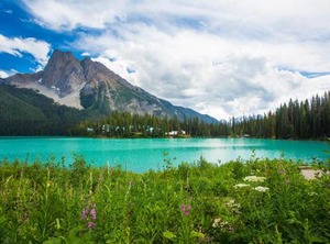 Emerald Lodge | Field