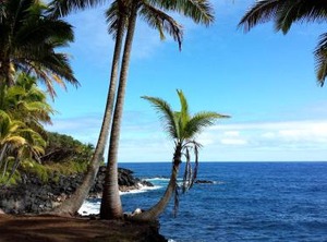 Ferns Frogs Forest Hale | Royal Hawaiian Estates