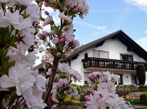 Gästehaus Braun | Bad Konig