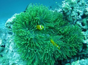 Go | Mahibadhoo