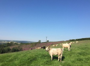 Dunster | Wheddon Cross