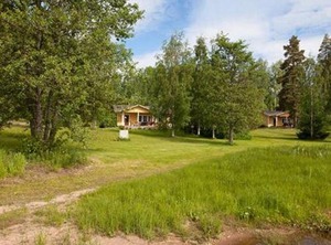 Keltavuokko | Ikaalinen