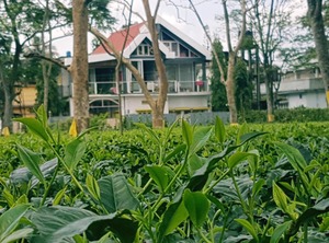 Homestay | Dibrugarh