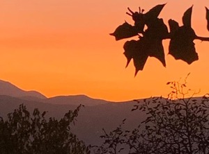 Imotski Blaue | Imotski