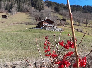 Kari Schüür | Lenk