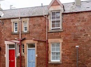 Kittiwake | North Berwick