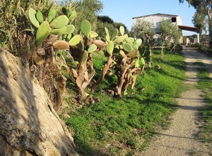 E Palma Nana | Ribera