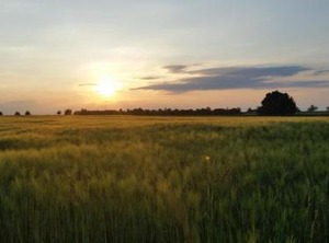 Luisenhof | Geisfeld